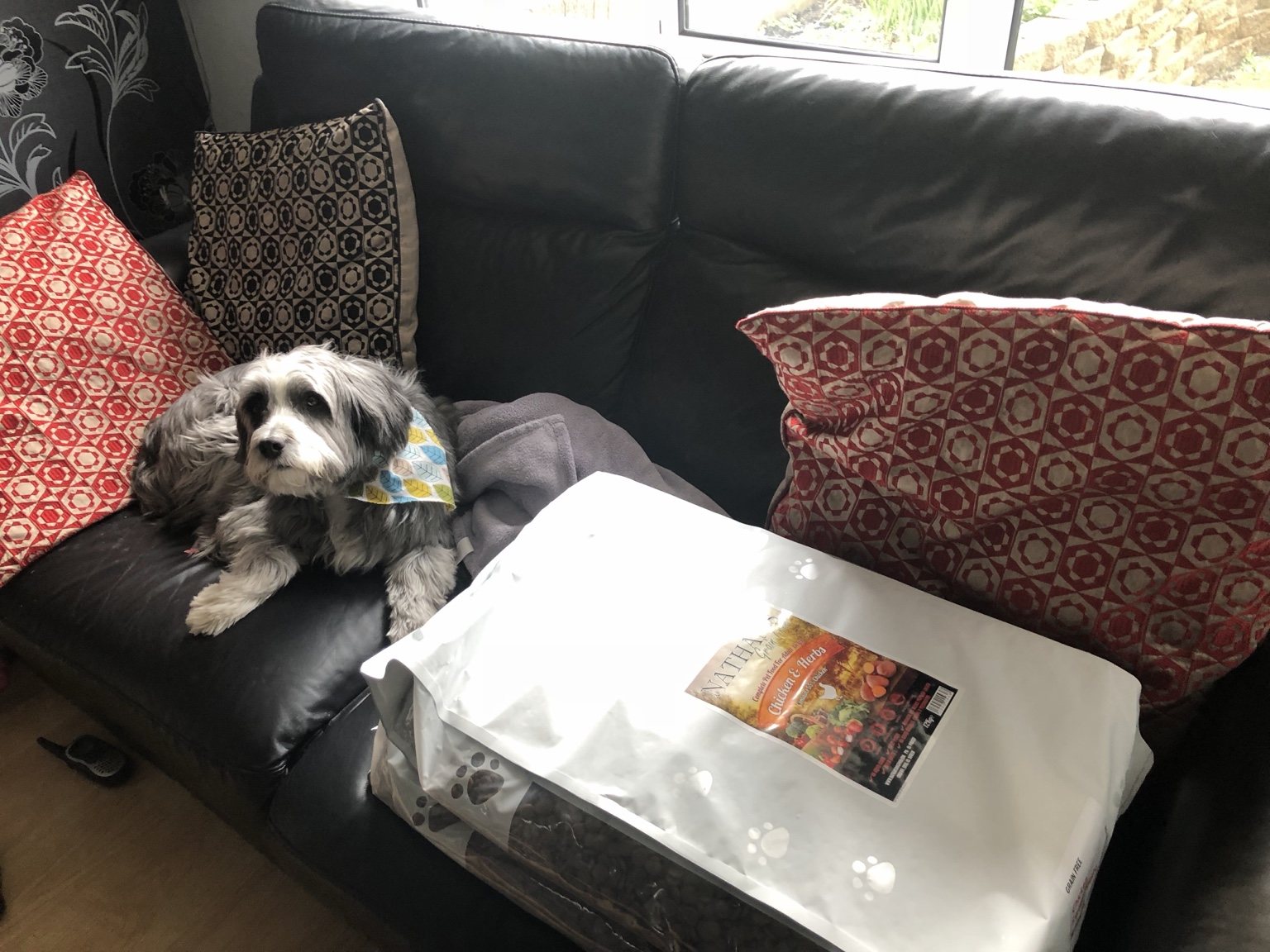 Max, a Bearded Collie cross rescue, sitting beside an early bag of Nathan's dog food