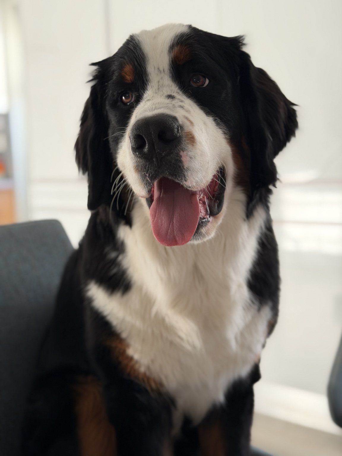Ross, a Bernese Mountain Dog, photographed at home