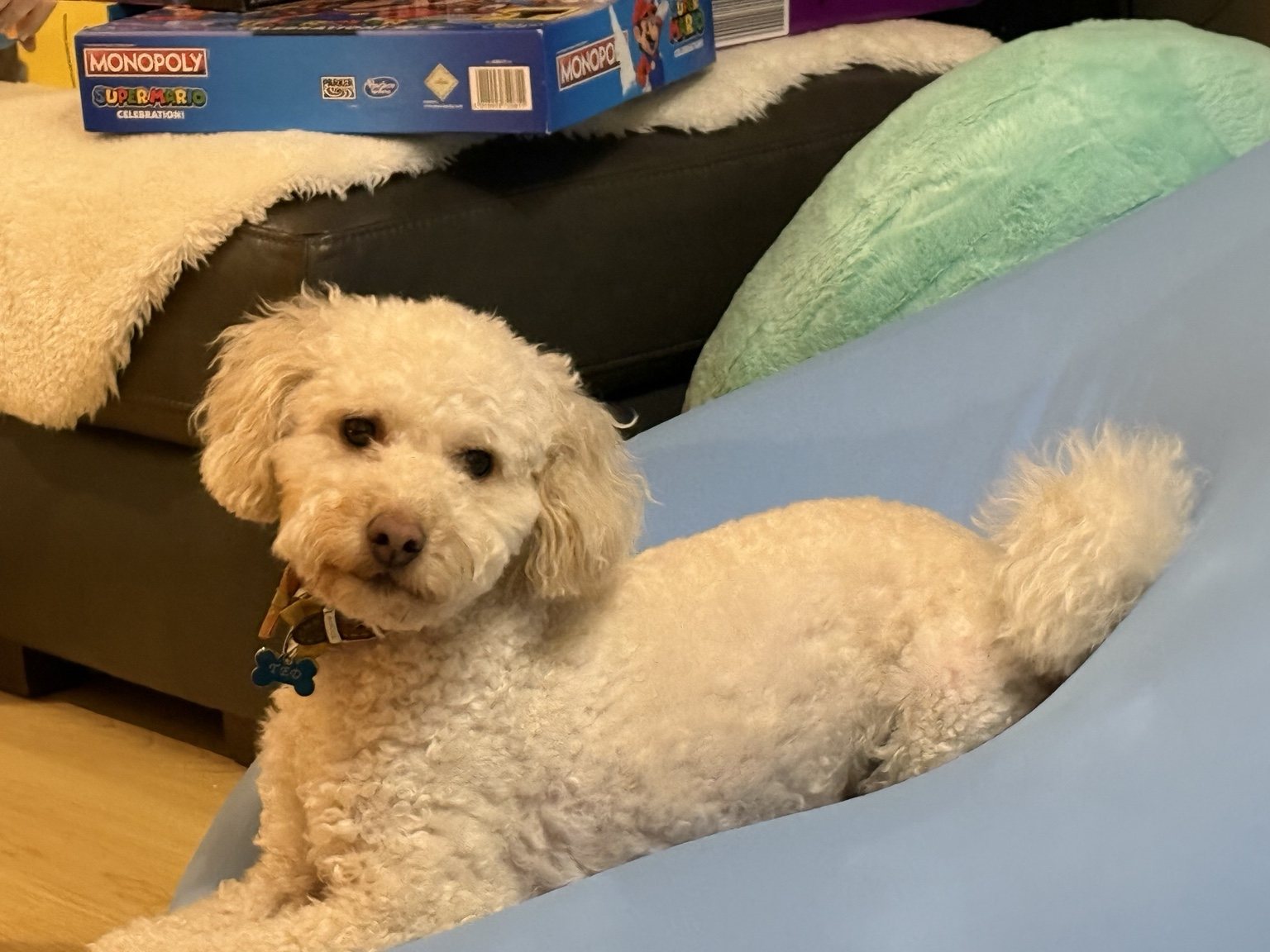 Ted, a Toy Poodle cross, relaxing at home